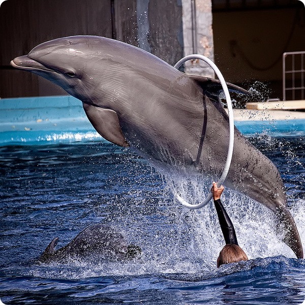 великий дельфін