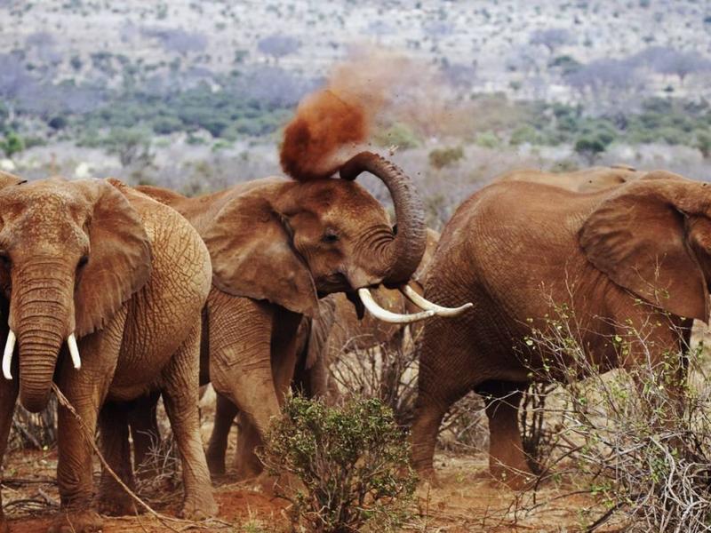 3 Day Safari in Kenya to Amboseli and Tsavo West National Parks