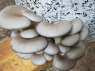 Оголошення в містах: Показано 1 - 10 (всього 1000 оголошень)   Продам гриби гливу, на постійній основі   Продаємо свіжі гриби гливи власного, екологічно чистого виробництва